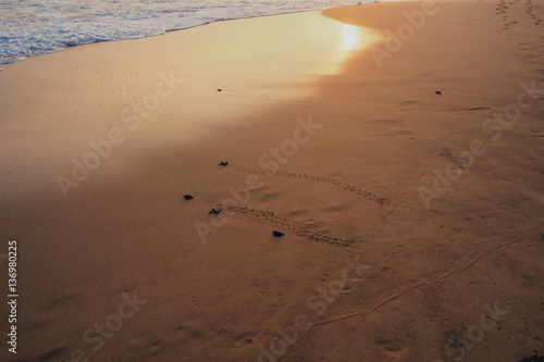 Small turtles backing to the ocean