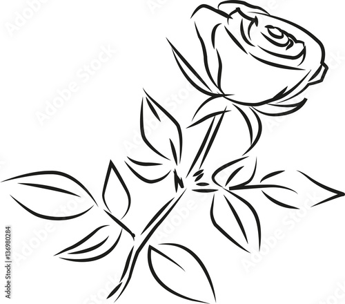 rose vector picture