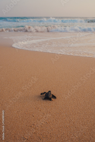 Small turtles backing to the ocean