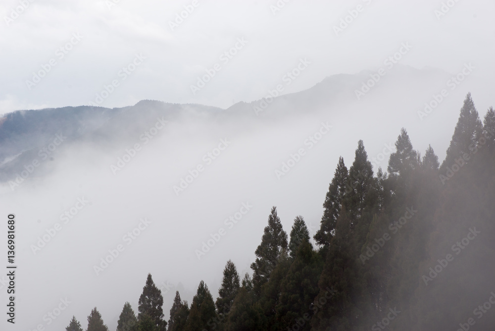 View of a forest of Japanese cedar trees along a mountainside in a sea