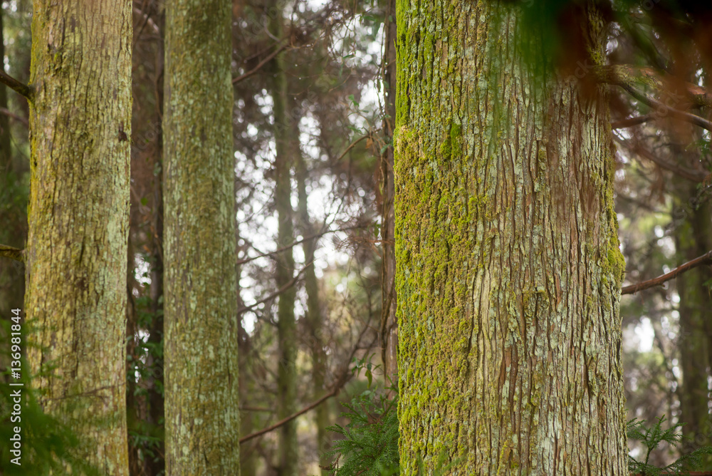 Detail of multiple large tree trunks of pine trees covered in moss and lichen, in the forests of Takachiho, Miyazaki, Japan. Nature and travel concept.