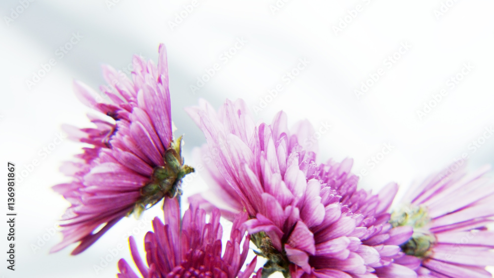 Purple Flowers on Silvery Background