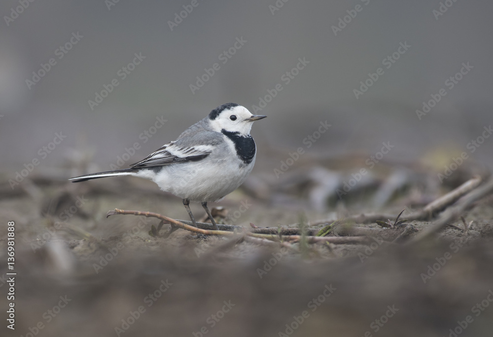 White wagtail