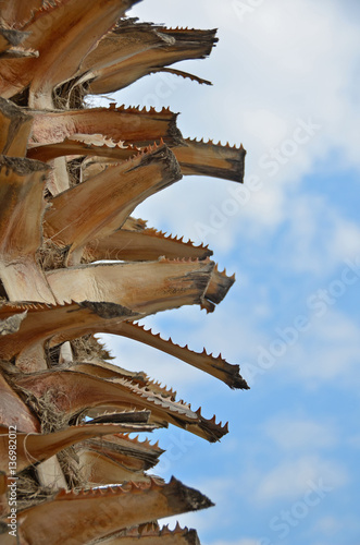 Close up palm tree thorns