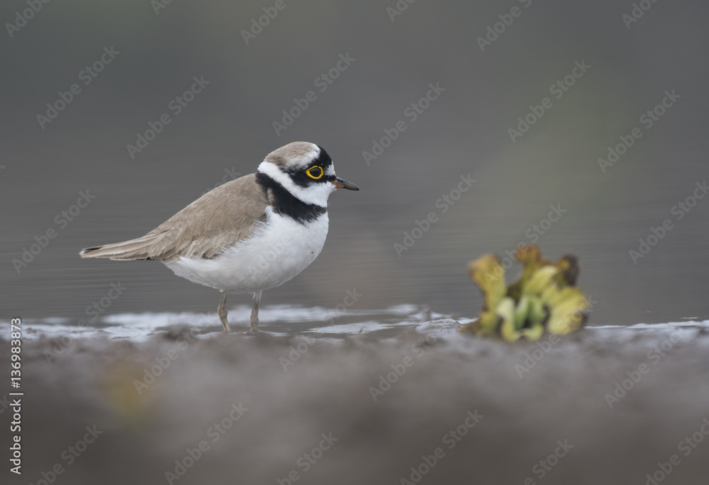 Little ringed Plover in search of food Little ringed Plover in search of food