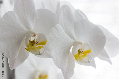 flowers white orchid