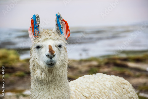 Cute llamas of Altiplano, Bolivia, South America