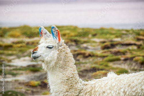 Cute llamas of Altiplano, Bolivia, South America