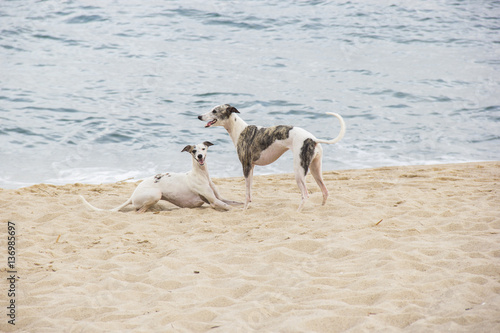 Fototapeta Naklejka Na Ścianę i Meble -  Puppies playing on the edge of the beach. North coast of Sao Pau