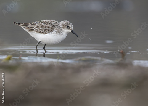 Fotografía Little stint