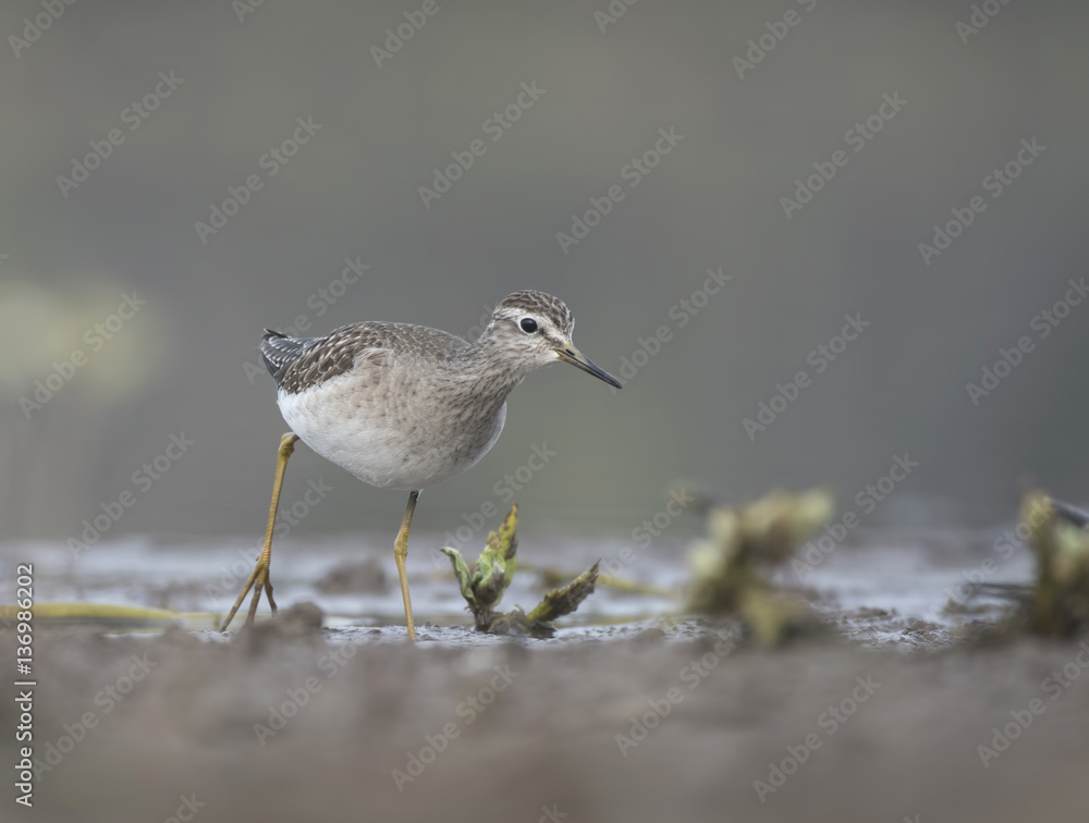 Wood Sandpiper in a lake Wood Sandpiper in a lake