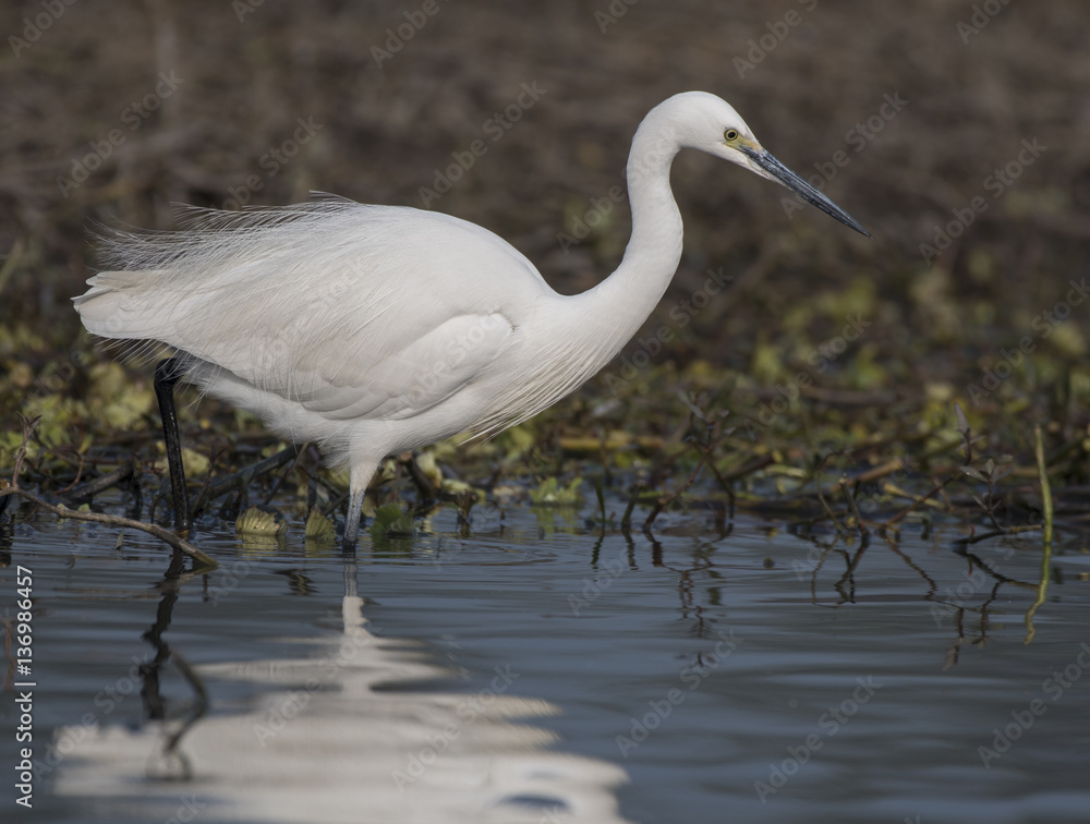 Naklejka premium Little egret