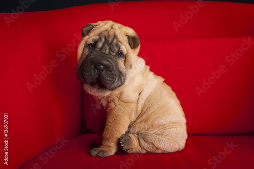 Canvas Print Shar Pei