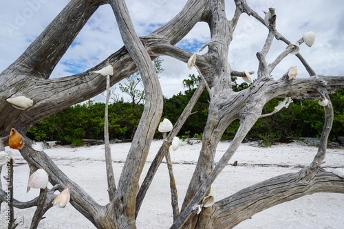 Muscheln am Strand in Florida, USA