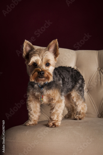 Naklejka Yorkshire Terrier