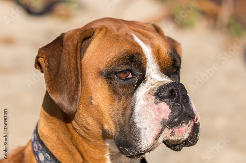 Fawn Brindle German Boxer Headshot. Adult Female Close-up at the Beach. © Yuval Helfman