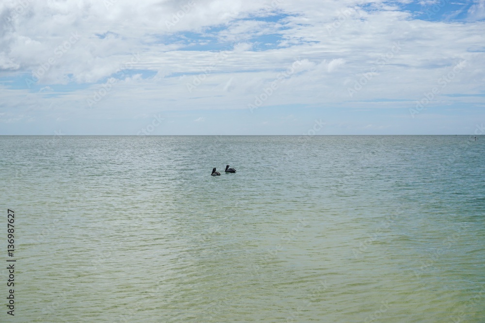 Reiher am Strand in Florida