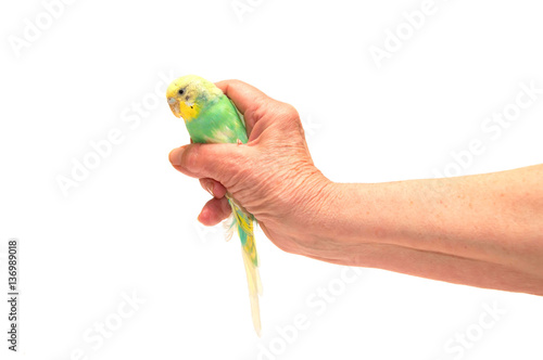 Parrot in the hand. Isolated on white.