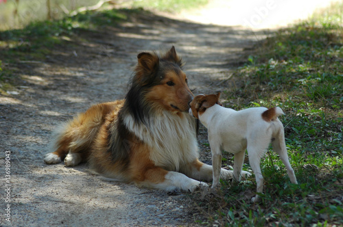 Fototapeta Naklejka Na Ścianę i Meble -  Collie and rat terrier