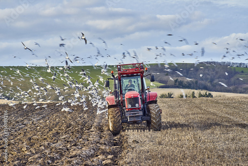 A farm tractor ploughing a field in autumn surrouned by feeding gulls photo