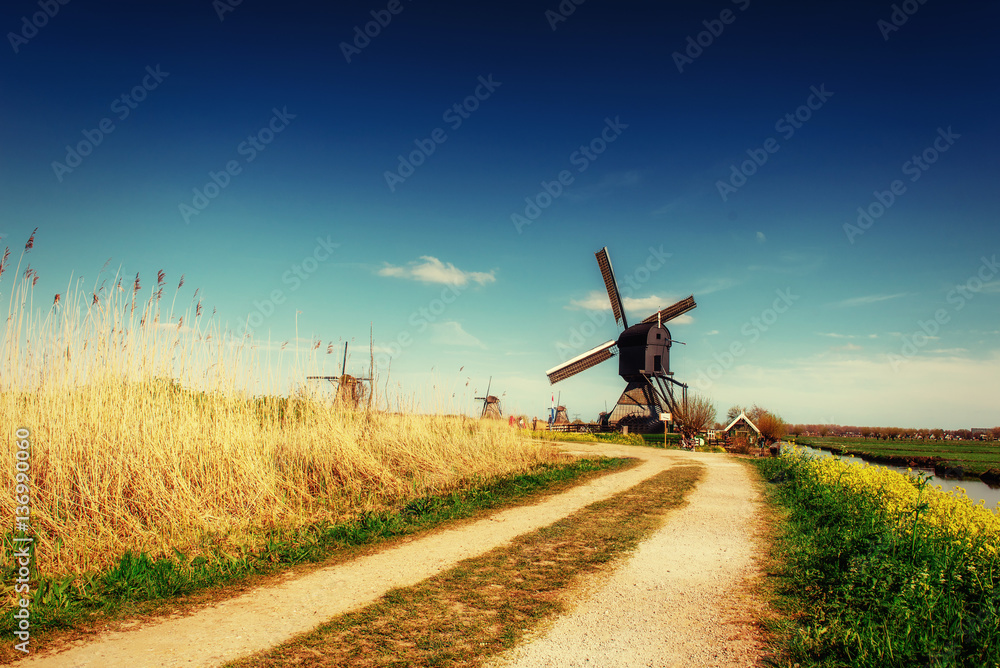 Fototapeta premium The road leading to the Dutch windmills from the canal