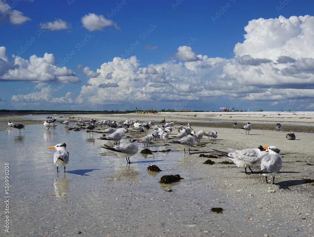 Obraz premium Möwen am Strand von Fort Myers