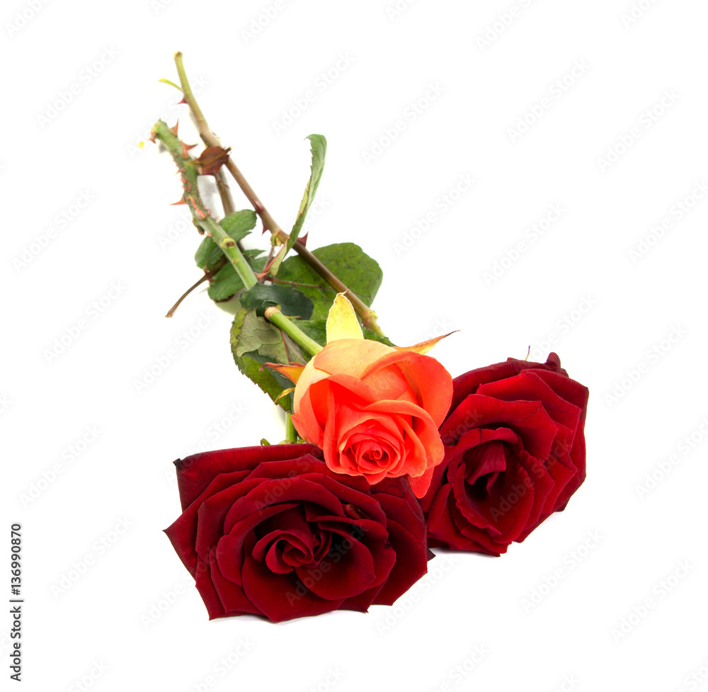 Red rose flower head . Petals Borderisolated on white background cutout Red rose flower head . Petals Borderisolated on white background cutout