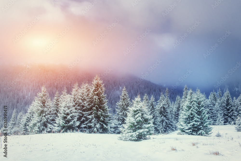Obraz premium Mysterious Winter landscape with fog, majestic mountains in the 