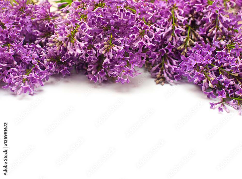 frame of lilac twigs on white background and space for text