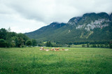 Idyllic moody rural landscape of alpin nature with cows pasture at a green grass field near lake front with high mountains and small village in background in countryside of Austria near Hallstatt