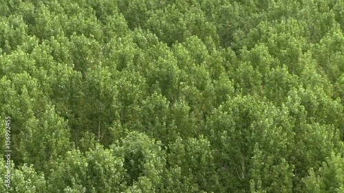 Aerial view of the tree tops during the summer