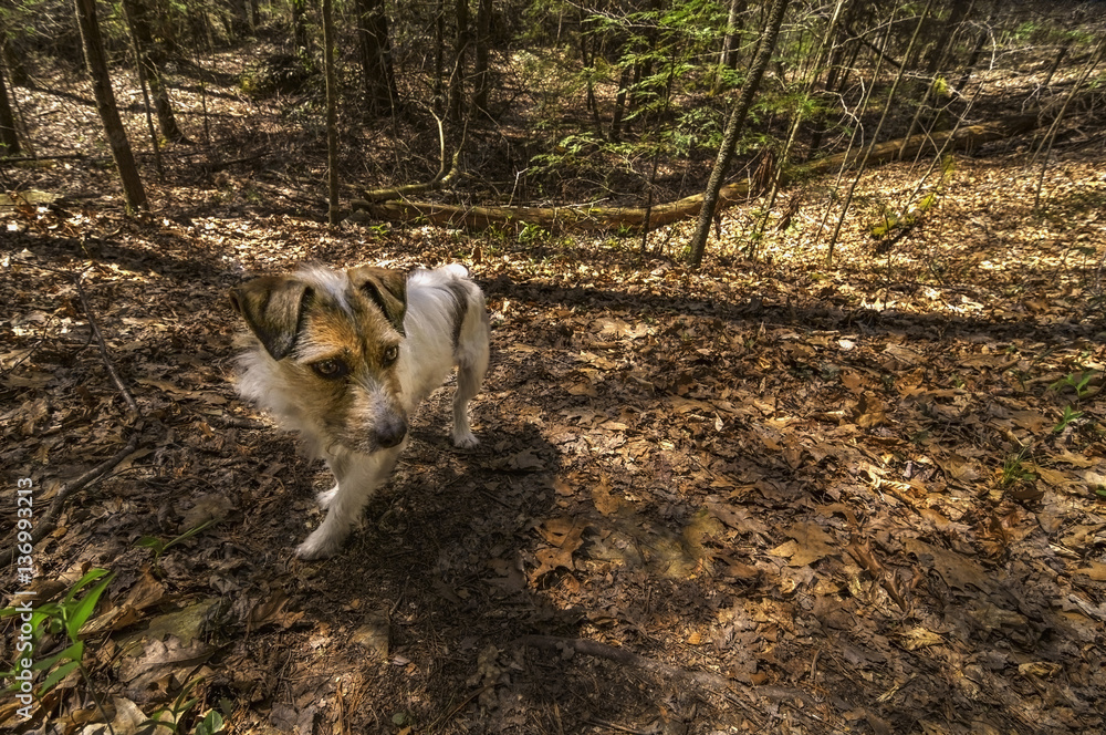 Small Jack Russell Terrier on the trail in a forest on a bright, sunny day