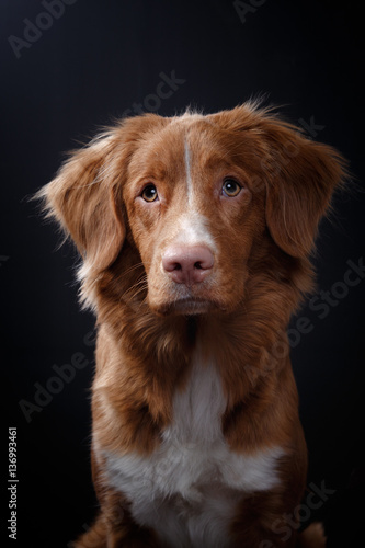 Portrait of a dog in studio, emotion © Anna Averianova