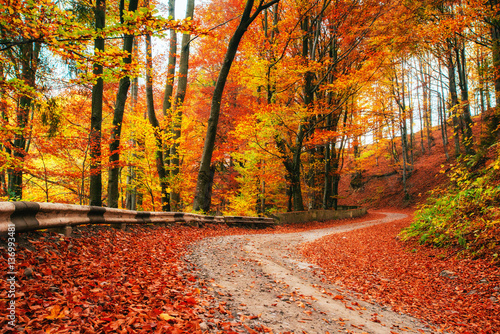 autumn alley. Beauty world. Carpathians Ukraine Europe