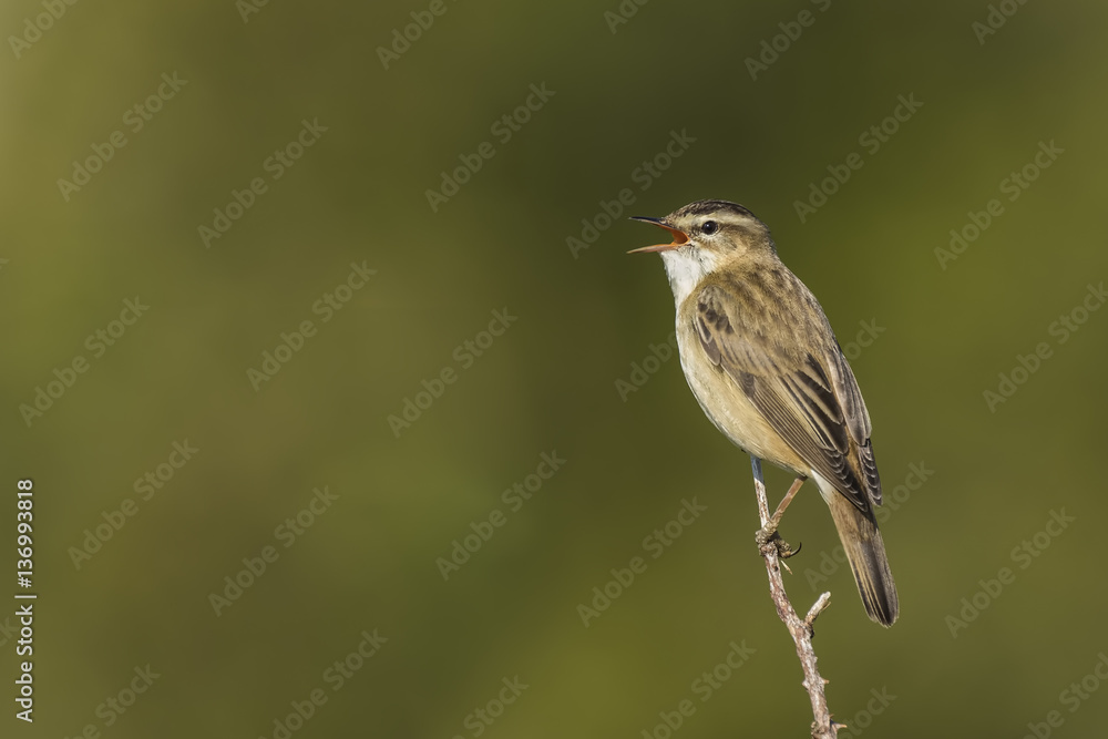 Sedge Warbler, Acrocephalus schoenobaenus, singing Sedge Warbler, Acrocephalus schoenobaenus, singing