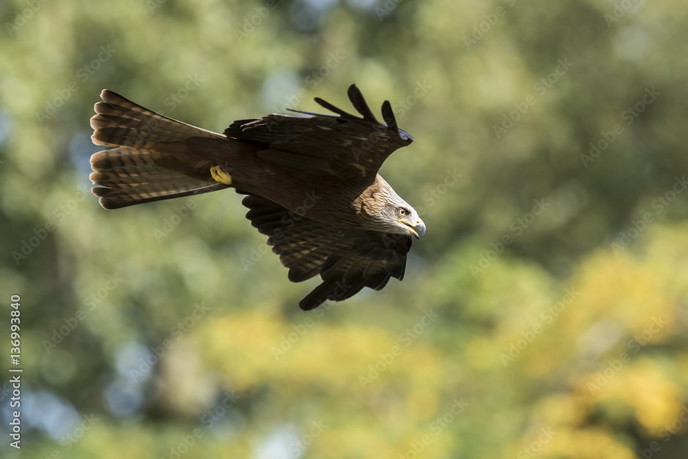 Obraz premium Black kite Milvus migrans in flight hunting