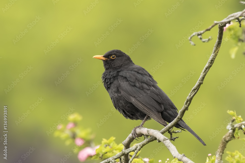 Blackbird (turdus merula) singing in a tree Blackbird (turdus merula) singing in a tree
