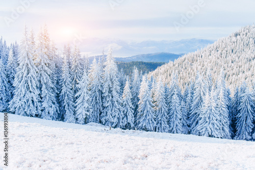 magical winter snow covered tree. Sunset in the Carpathians. Ukraine
