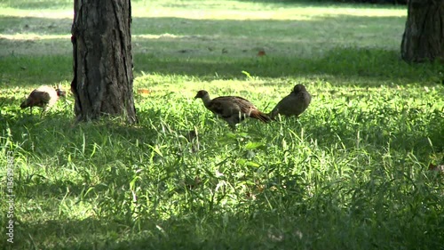 pheasants in a forest photo