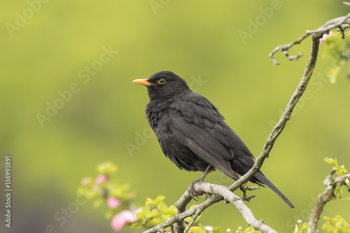 Blackbird (turdus merula) singing in a tree © Sander Meertins