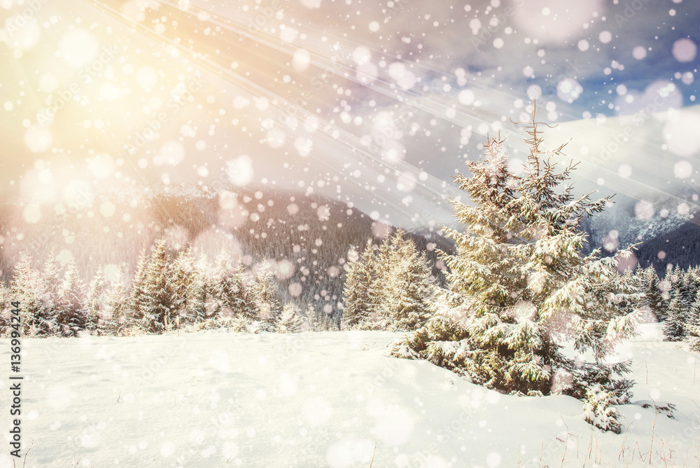 Fototapeta premium magical winter landscape, background with some soft highlights a