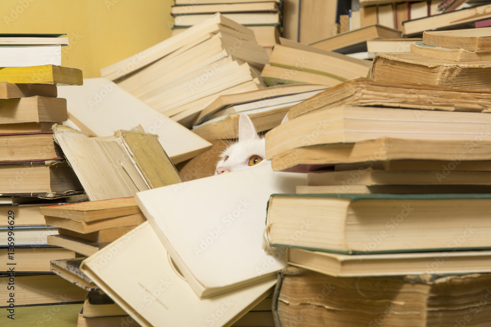 Beautiful white cat lurking behind a bunch of books. Selective focus.