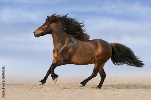 Bay pony with long mane run against blue sky