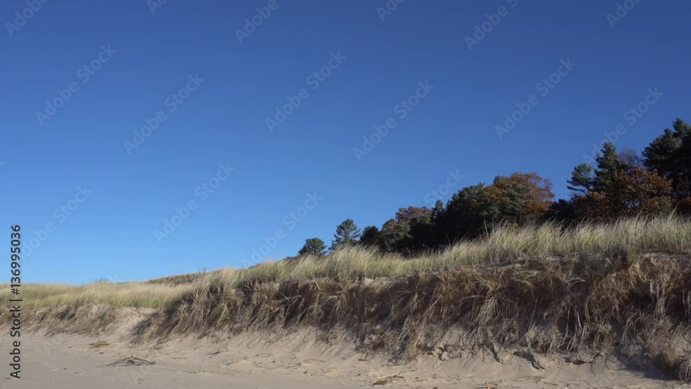 Sand dunes, grass and trees against bright blue sky Sand dunes, grass and trees against bright blue sky
