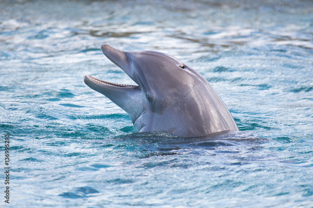 Grußkarte Mit Delfin-Motiv – Blanko Zum Selbstgestalten Für Geburtstag, Feiern & Mehr