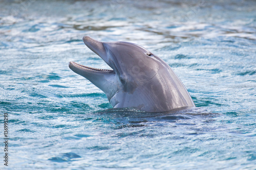Lachender Delfin im Meer