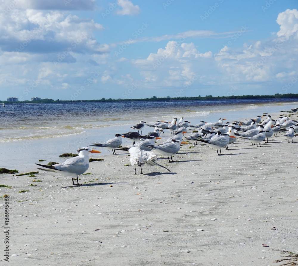 Fototapeta premium Möwen am Strand von Fort Myers