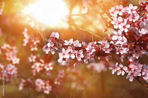 Kirschblüten im Gegenlicht als Hintergrund