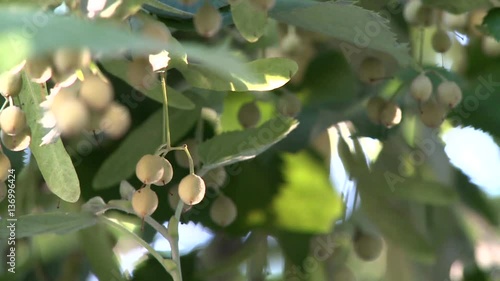 fruit of linden on a wind