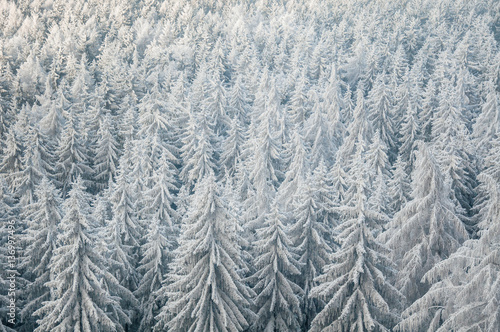 frozen forest